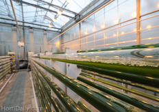 The algae flow counter clockwise, starting below. Besides water pumps, their is also an an additional air pump connected in the circulation. The algae are being fertilized with air that is very rich in carbon dioxide. The algae need a lot of carbon dioxide to stimulate growth, just like a common greenhouse crop.