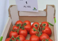 AL 165 is a new Plum tomato on the vine with a deep red color and a strong restance against Tmv and BES (Blossom End Rot). It has been cultivated in both standard and lit crops. The production is good and judged by WUR's taste pannel, the taste is better than current crops that are available in this segment. The variety will be commercially marketed under the name Aubade.