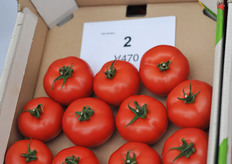 "V470 will go commercial under the name Edda. Lens: "Edda is a loose tomato for the French and Belgian market, it is currently grown by some growers of Prince de Bretagne and Tomabel. Thanks to the deep red color, quality and taste the acreage is expanding again this year. The tomato has a flat shape that stays nice and firm."