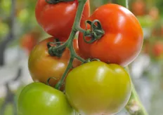 Loose tomato Edda on the crop.