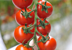 Bykyni on the plant.