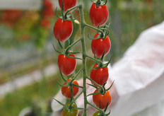 C79 on the plant, a challenge to achieve on the vine.