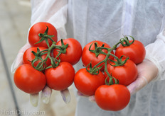 Again eye cather 296, search the difference of one week conservation. One of these is harvested one week earlier.