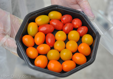 Presentation of multiple colors, round and baby plum.