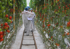 Propagated by HollandPlant, the tomato crops where sowed on 10/23/2012 and grafted on Maxifort and Optifort rootstocks in the second week of November 2012. The crops were planted on Cultilene Optimax rockwool slabs on December 6, 2012. After planting the plants where also manually vaccinated with the Pepino Mozaik Virus.