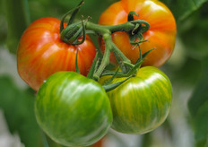 Tirouge on the vine.