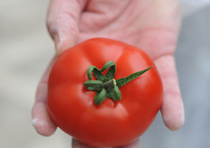 A new loose tomato for the premium market.
