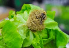 Hydroponic lettuce grown on Grow-Tech plugs