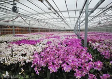 10,000 lux is lighting the crop with 600 watt electronical lamps. In orchids they use the supplemental lightings as additional light during the daytime and generally not to extend daytime.