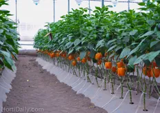 Orange is a popular color for bell peppers grown by Mexican farmers.