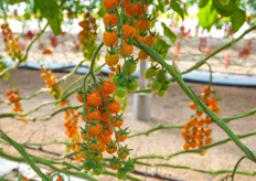 Orange baby plum Bambelo and Bamano are popular orange snacking tomatoes.