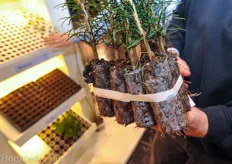 Jiffy propagation plugs for tree seedlings.