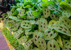 Sunshine Horticulture