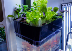 Also Chinese consumers have now access to low entry auqaponic systems