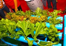 Hydroponic table by KK Farm: Four rails and seven crops on one rail, so you can eat lettuce every day of the month.