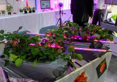 Led inter lighting for strawberry cultivation.