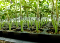 Grafted tomato plants.