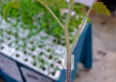 Grafted tomato plant.
