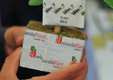 ABS-mini sachet of Biobest in cucumber young plants from RoelandsPlant