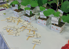 Learn more about this solution against thrips in this article : http://www.hortidaily.com/article/11514/BioBest-launches-practical-solution-for-thrips-control-in-plant-propagation