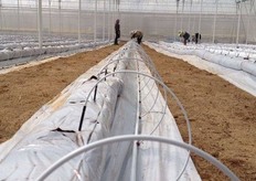 Drip irrigation
