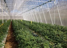 Nice even crops and no hot spots in the greenhouse