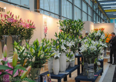 The Lilies from Royal Van Zanten.