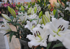 The Lilies from Royal Van Zanten.