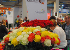 The roses of Flores Sagaro S.A.