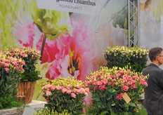 van Egmond Lisianthus youngplants