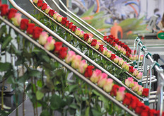 Innovation at Bercomex' booth