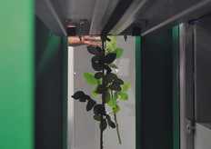 de-leafing of cut flower