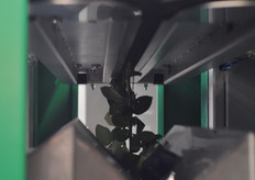 de-leafing of cut flower