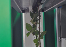 de-leafing of cut flower