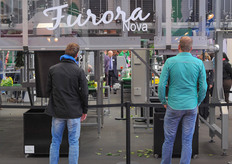 Bercomex' Furora Nova