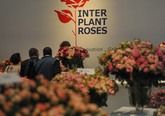 Inter Plant Roses