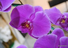 Of course they brought some of their lovely orchids