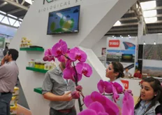 Beautiful orchids at Koppert booth.
