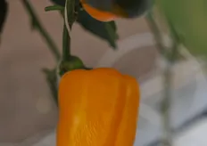 Not so good looking Hazera peppers in the trial greenhouse, the entire row was like this, something went wrong.