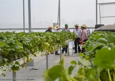 Mexican growers participating a workshop about the production of greenhouse strawberries.