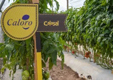 The varieties of Caloro showcased in a demo greenhouse.