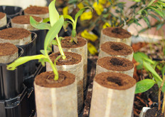 Big Ellepots at the booth of Ellegaard.