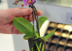 The Jiffy orchid plug.