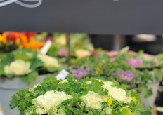 Decorative veggies at the Sakata ornamentals booth.