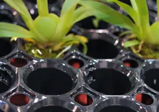 HerkuPlast has developed a new orchid propagation tray that allows more air circulation.