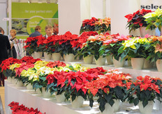 Selecta's Poinsettia's.