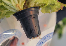 New clean propagation pot for aquaponic lettuce from visser.