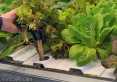 Visser's new aquaponic system.