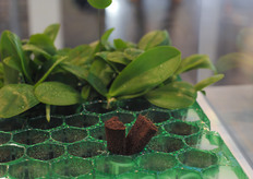 VanderKnaap introduced a new orchid propagation plug; Fibre Neth Twin 3.0