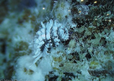 Cryptolomaemus Montrouzieri of Koppert Biological Systems against mealybugs